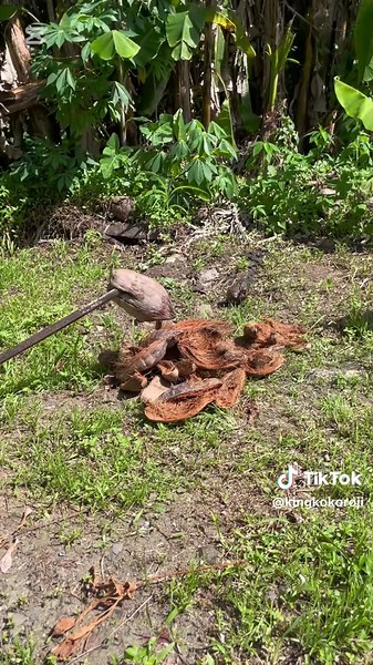 Husking Coconut with Joey Ravono: A Fun Guide