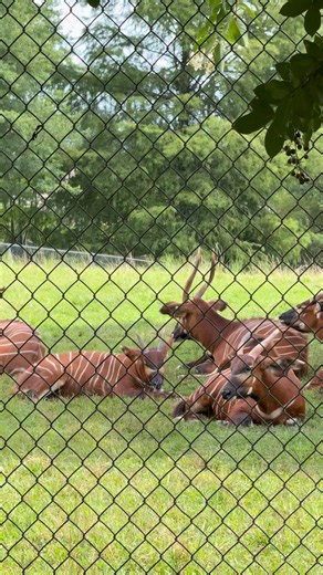 With striking stripes and elusive grace, the Bongo Antelope is one of nature’s most mysterious marvels. #bongo #Antelope #africa | EG3E Road Trips