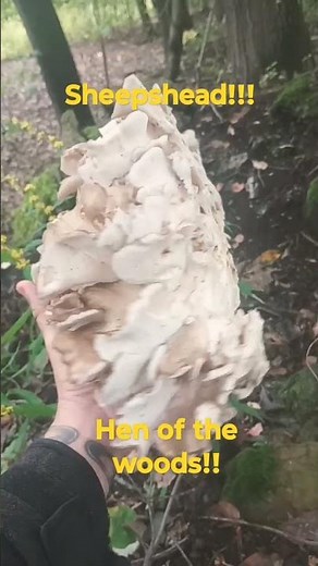 Sheepshead season 2023 #mushroom #mushrooms #bushcraft #sheepshead