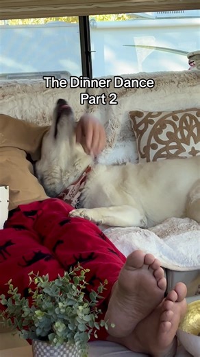 Coping Strategies for Trauma-Affected Dogs