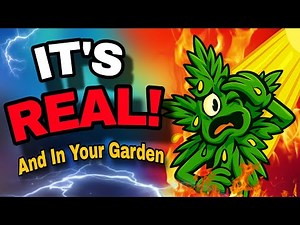 The Lighting Issue Every Cannabis Grower Needs to Know About NOW!