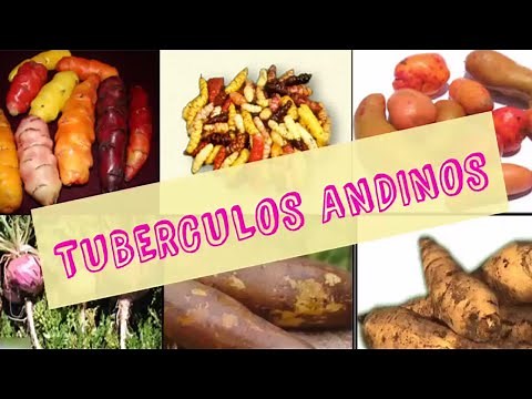 Tuberculos andinos
