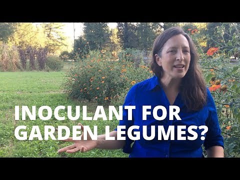 What is Inoculant? And Why To Use It For Garden Legumes?