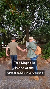 7.2K views · 279 reactions | Seeing one of the oldest Magnolia trees in Arkansas was such an incredible experience!! Historic Washington State Park, Arkansas The State Parks of Arkansas Arkansas State Tourism Arkansas Tourism Industry #magnoliatree #historical_stories #arkansashistory #historicwashington #familyday #explorearkansas #historytok #historynerd | Arkie Travels | Facebook