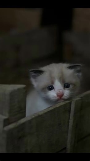 Musiime (@cliffsiima)’s videos with original sound - Musiime