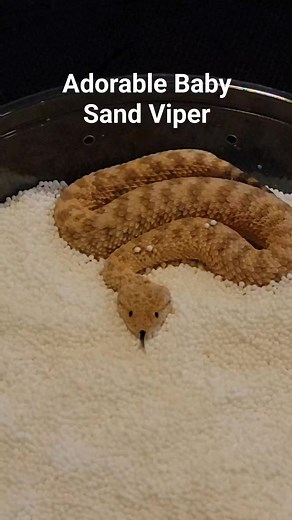 Baby sand vipers are the cutest snakes ever! #venomoussnakes #snakes #sandviper #sprinkles #babysnake #reptiles #cuteanimals #sprinkles #candy #FacebookReelsContest | Joey Josselson