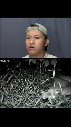 1.9M views · 152K reactions | the mortal enemy欄 #kintoytv | Kintoy tv | Facebook