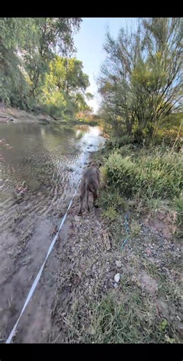 Pinal County Animal Care and Control on Reels