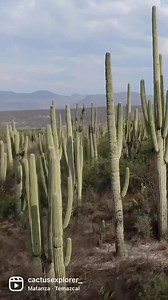 Cactus forests of Mexico 🌵🇲🇽 #cactus #cacti #mexico #botanica #cactusgarden #cephalocereus #explore #desert #travel #nature | Cactus Explorer