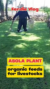 Asola Plant: Alternatibong Pagkain... Healthy Feeds for Livestocks Pwede sa Manok... Pato... Itik.. Baboy at sa Isda... Monte Carlo Organic Farm Andoy San Jose Karlo Sandino #adsonreels #thankyoumeta #healthtips #everyone #ThankYouLord #healthiswealth #Godisgoodallthetime | Ferdinand Tan Licayan
