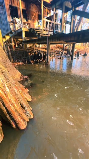 Meatball Stew. #pollywogcabin #pollywogcabinseasoning #foryoupage #Meatballstew #cajuncooking