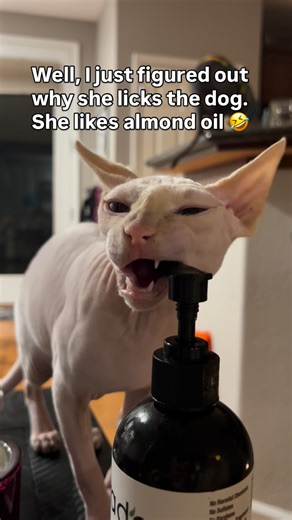 Millie & Maisie | And I thought she was being sweet…. #catsofinstagram #sphynx #sphynxofinstagram | Instagram