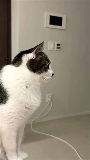 오지브로 열성냥이 보케