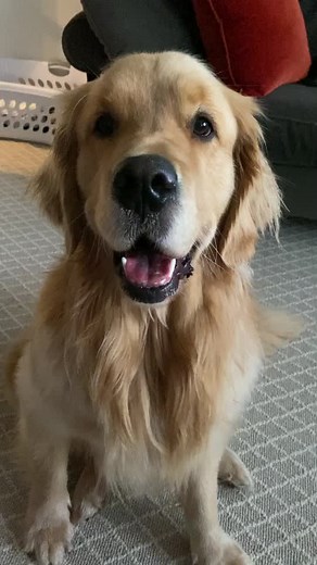 I hope I can make someone happy ❤️ #dogsoftiktok #youreamazing #cute #wholesome