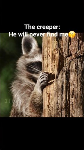 Playfull creeper #minecraft