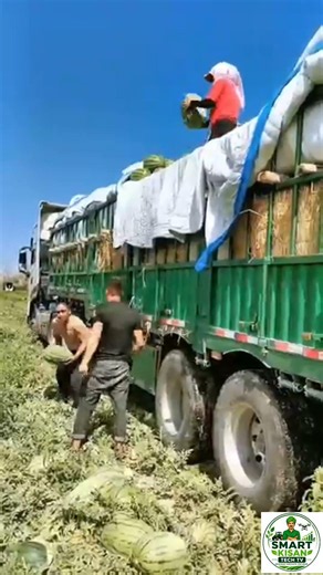 Next-Level Farm Efficiency: The Ultimate Watermelon Toss ⚡ #agritech #farming #viral