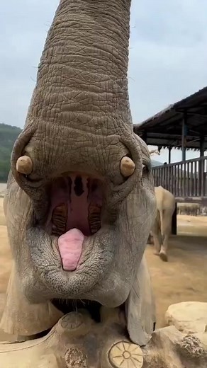 251K views · 1.9K reactions | #elephant #elephantlife #zoo | Elephant's Life | Facebook