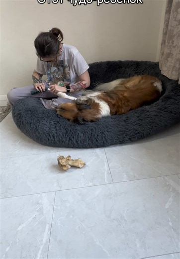 Не буду рассказывать, чего это стоило, но результат на лицо😁 #borzoi #wolfhound #борзая #русскаяпсоваяборзая #рпб