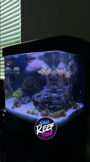 Just another Sunday morning on the biocube 14 gallon reef tank! :) subscribe for more!