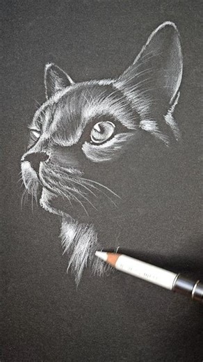 Draw a cat - easy drawing