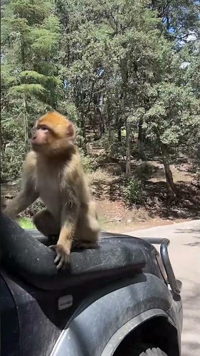 They Have No Tails! — The Amazing Barbary Macaques of the Cedar Forests 🐒🌲
