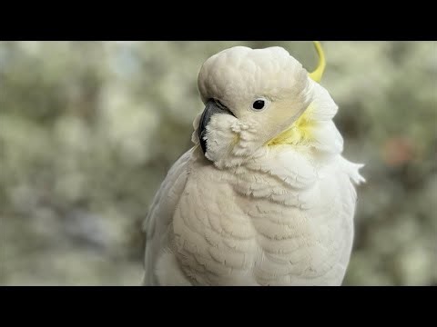 Cockatoos Crest Feathers go Flying! | Birds of Australia LIVE