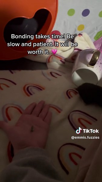 Getting Your Hamster Used to Your Hands Easily