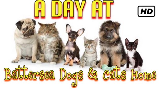 A day at Battersea Dogs & Cats Home