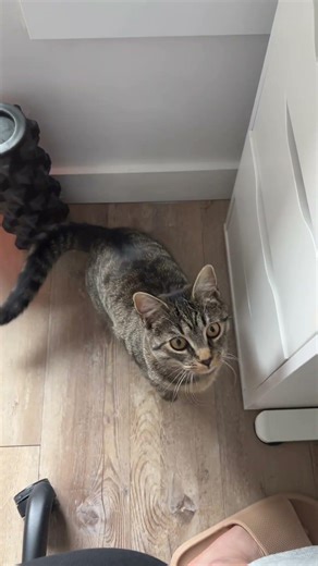 Cats trilling before jumping 🐱