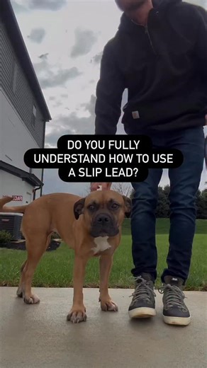 Pack Leader University on Instagram: "Understanding any tool is step one in the effective and appropriate use of it. Everything is a tool. A leash, a collar, a harness, your voice- everything. A slip lead is the most simple tool that when used properly dogs will intuitively understand in a way that can enhance your connection. It is the language of pressure and release. It does not ’choke’ the dog or cause harm when used intelligently and respectfully. I liken it to holding the hand of a child.