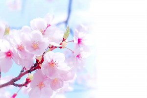 僕らまた/SG #卒業 #卒業ソング #僕らまた #歌詞動画 ━━━━━━━━━━━━━━━ 【卒業生の皆様へ】 卒業したら もぅ聞けない声 もぅ会えない友達や先生 もぅ見えない景色 そんなことない 卒業しても離れるのは距離だけだから またいつか会える