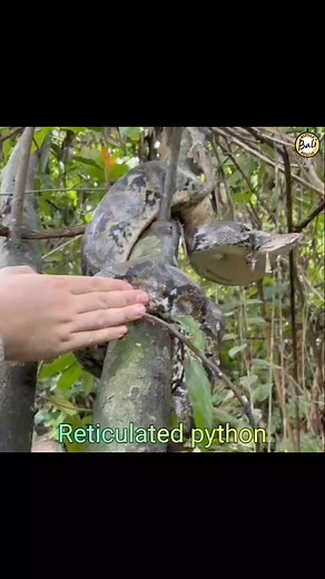 Released of a Reticulated python back into the wild was done by @h.e.r.p._herpetofauna team The reticulated python (Malayopython reticulatus) non-venomous Sanca kembang Sanca batik Reticulated python Malayopython reticulatus Tidak berbisa Pelepasliaran seekor ular Sanca kembang kembali ke alam bebas berhasil dilakukan oleh @h.e.r.p._herpetofauna tim #Reticulatedpython #Malayopythonreticulatus #Ularsanca #Sancakembang #Sancabatik #herpherpetofauna #Gungadi #Muhammadrizky #Rescuesnake #Snakesofbal