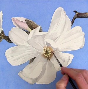For some light relief: learn how to paint your own realistic white magnolia flower, check out my tip video: https://www.annamasonart.com/how-to-paint-a-realistic-white-magnolia-flower-in-watercolour/ | Anna Mason Art