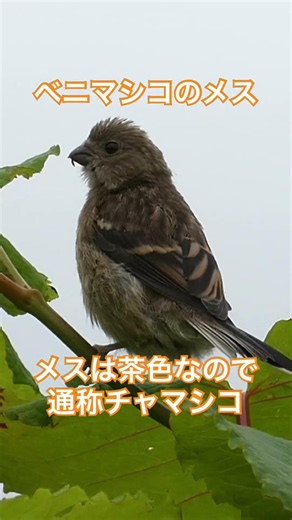 石狩川のベニマシコ（メス） #birds