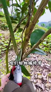 記住這個4863修剪法，你也是修剪高手#果樹種植 #柑橘管理 #柑橘修剪 #果樹修剪 | 老刘种树修剪