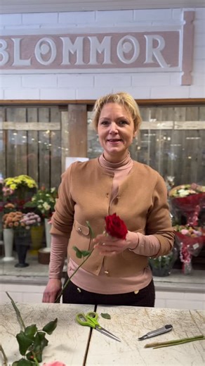 Tips för rosor 🌹 Om en ros får en brun fläck på ett kronblad beror det på att det kommit en vattendroppe på bladet. Ta bort bladet försiktigt. Gröna/ blad som ser annorlunda ut längst ut på blomman är ett tecken på att blomman är fräsch och det är blad från knopens hölje som fortfarande finns kvar. De kan tas bort , ibland hjälper det blomman att slå ut helt, om de sitter hårt och liksom trycker mot kronbladen. Snitta med kniv!! ALDRIG klippa med sax!!! Det täpper till porerna och blomman kan i