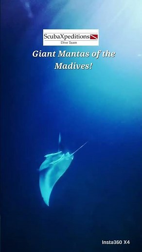 The Mantas of the Maldives.
