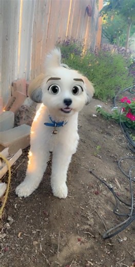 Funny Disney Dog Filter: Transform Your Pup with Animated Faces!