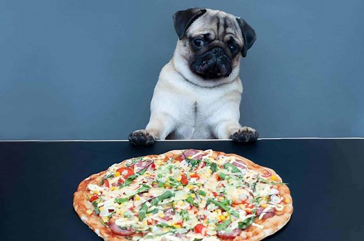 Can Dogs Eat Pizza Crust? How Safe Is It? | Dog Advisory Council