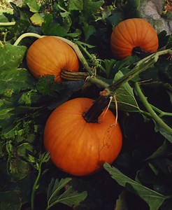 How Much Space Between Cucumbers, Pumpkins & Squash to Prevent Cross Pollination?