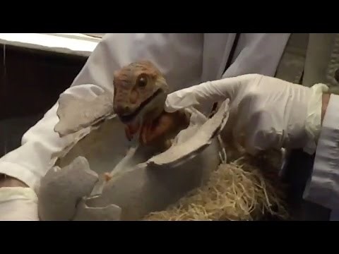 See a Raptor Hatch in the Jurassic Park Discovery Center at Universal Orlando