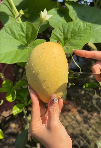 Satisfying Fruit Cutting ASMR Experience