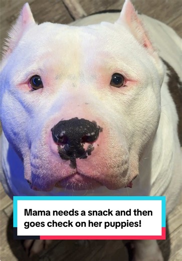 Snack first then mommy duties! That’s Vitas priority list! You can’t take care of your babies if you don’t care of your body first she says! She’s the best dog mommy! She is also the cutest xl bully ever!! Tell me I’m wrong? 🥹 we love you sweet girl! #dogsoftiktok #puppiesoftiktok #xlbully #doglife