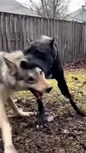 great dane Defends the Herd — Wolf Retreats .. #shorts