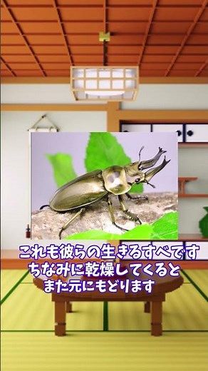 １分でオウゴンオニクワガタについて紹介 #クワガタ #ゆっくり解説