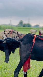 Animal lovers 11 on Reels