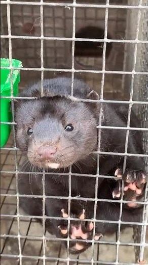 Fur industry is dying | China farms investigation