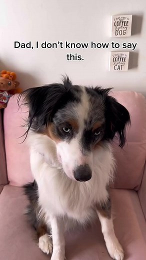 1.3M views · 47K reactions | Gas or baby?  #humor #aussie #australianshepherd #artemistheaussie | Artemis the Aussie | Facebook