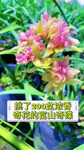 建兰奇花浓香富山奇碟 #兰花#养花小知识 #花卉绿植