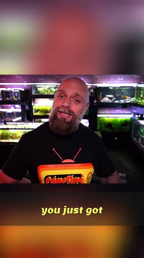 Dither Fish: The TRUTH About Using Them In Your Tank!